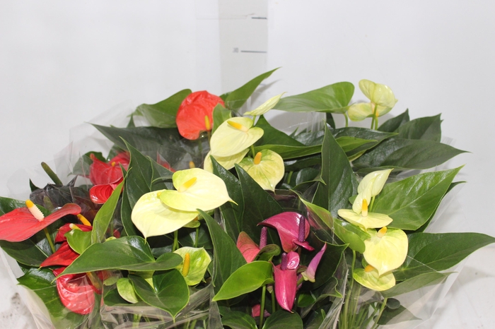 <h4>ANTHURIUM VARIADO P09</h4>