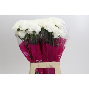 Dianthus St Moonlight