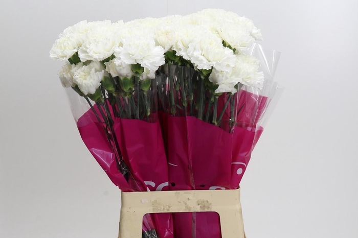 <h4>Dianthus St Moonlight</h4>