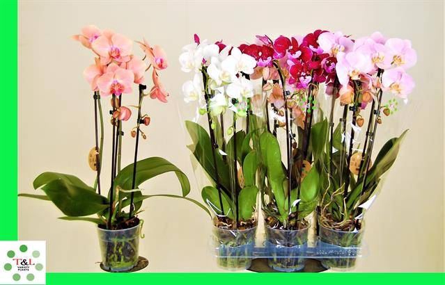 <h4>Phalaenopsis  'Elegant Cascade'</h4>