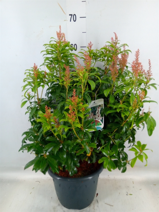 <h4>Pieris japonica 'Bonfire'</h4>
