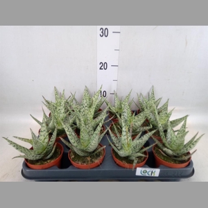 Aloe rauhii 'Snow Flake'