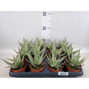 Aloe rauhii 'Snow Flake'