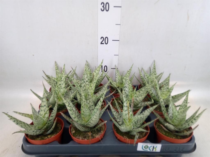 <h4>Aloe rauhii 'Snow Flake'</h4>