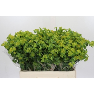 Bupleurum Griffithii