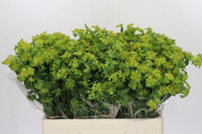 <h4>Bupleurum Griffithii</h4>