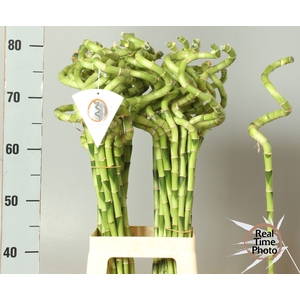 DRAC LUCKY BAMBOO