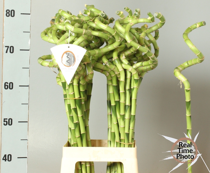 <h4>DRAC LUCKY BAMBOO</h4>