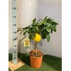 Citrus hystrix