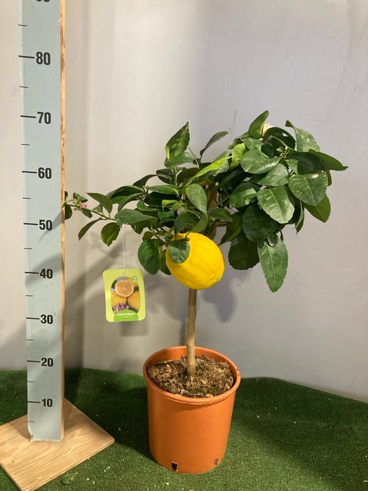 Citrus hystrix