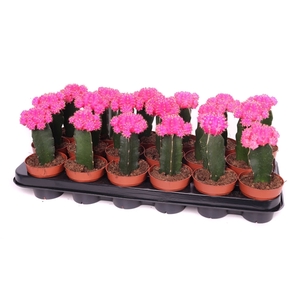 Gymno roze geent 8,5 cm