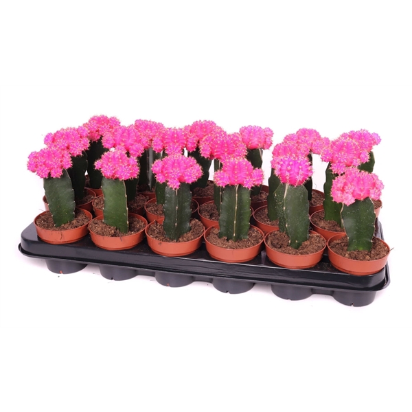 <h4>Gymno roze geent 8,5 cm</h4>