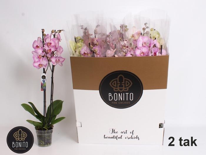 <h4>PHAL GEM 7 KL</h4>