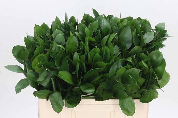 <h4>RUSCUS HYPOPHYLLUM</h4>