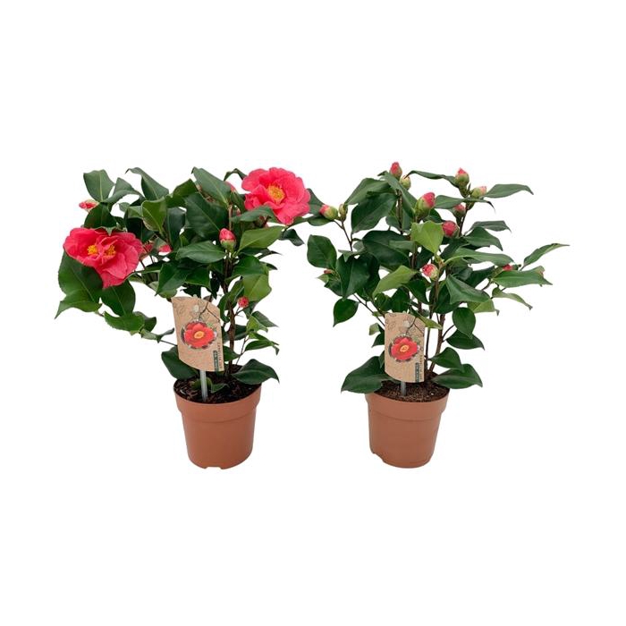 <h4>Camellia Dr King 10+ knoppen</h4>