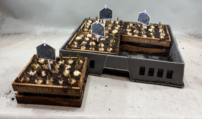 <h4>ARR MUSCARI</h4>