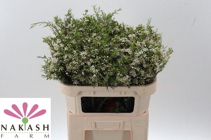 <h4>CHAME UN OFIR</h4>