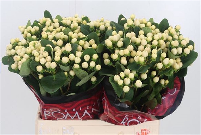 <h4>Hypericum Cool Romance ( Ethiopia )</h4>