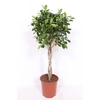 Ficus