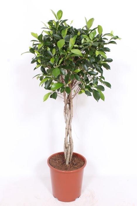 Ficus