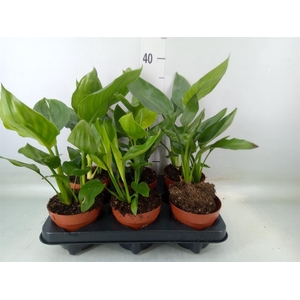 Strelitzia reg.   ...no flowers