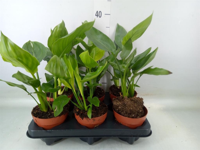 <h4>Strelitzia reg.   ...no flowers</h4>