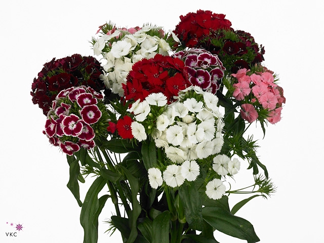 Di Barb Breanthus Mixed In Bunch