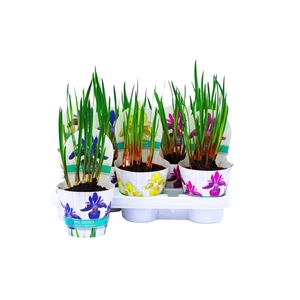 IRIS SIBIRICA
