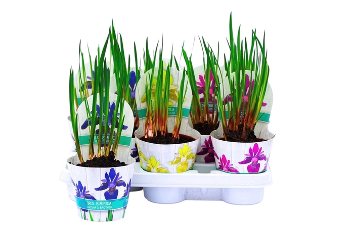 <h4>IRIS SIBIRICA</h4>