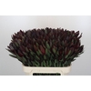 Leucadendron Saf Sunset Dark R.