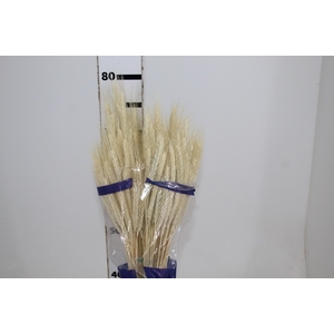FLOR DE TRIGO ALVEJADO