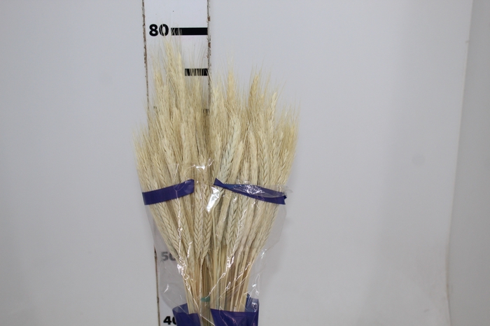 <h4>FLOR DE TRIGO ALVEJADO</h4>