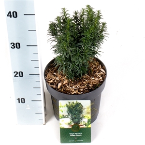 Taxus b. 'Wilco Green'