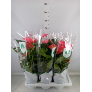 Anthurium andr. 'Maine'