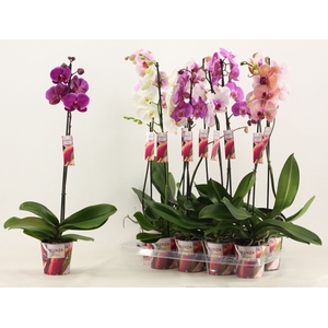 Phalaenopsis 1 tak 9+/vertakt mix lang (Scenza)