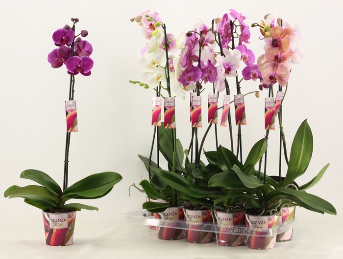 <h4>Phalaenopsis 1 tak 9+/vertakt mix lang (Scenza)</h4>