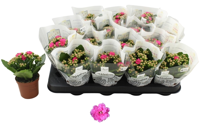 <h4>KAL GE NANDO PINK</h4>