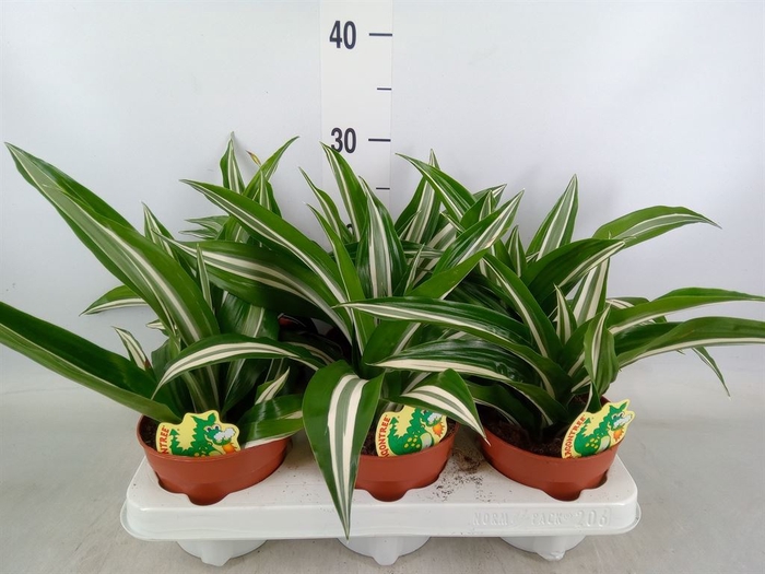 <h4>Dracaena frag. 'Kanzi'</h4>