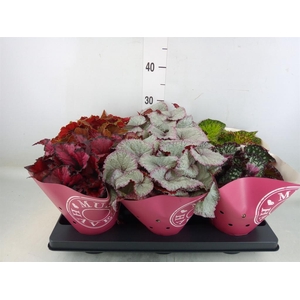 Begonia BD 'Beleaf'   ...mix