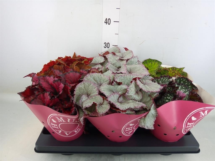 <h4>Begonia BD 'Beleaf' ...mix</h4>