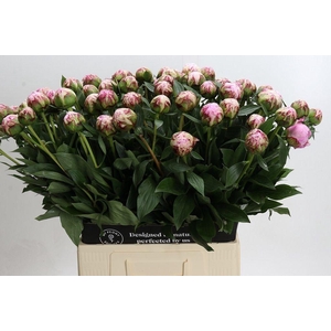 Paeonia sarah bernhardt
