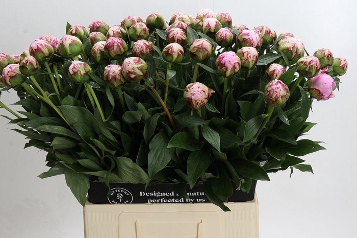 <h4>Paeonia sarah bernhardt</h4>
