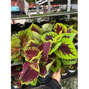 PLECTRANTHUS MULTICOLOR P12
