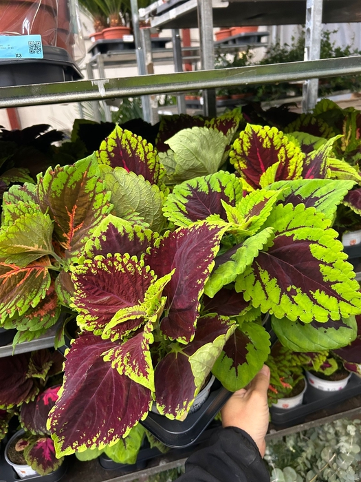 <h4>PLECTRANTHUS MULTICOLOR P12</h4>