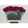 Dianthus St Ghemme