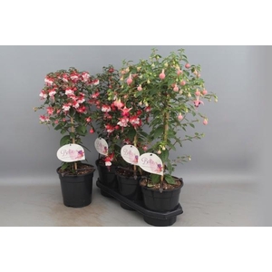 FUCHSIA OV