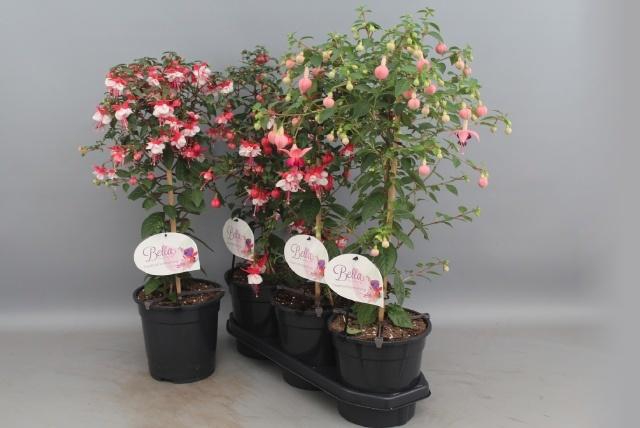 <h4>FUCHSIA OV</h4>