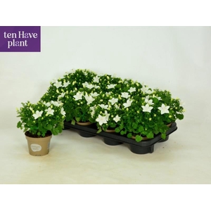 CAMP IS ATLANT WHITE