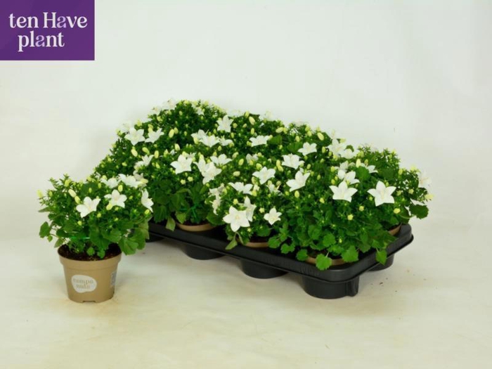 <h4>CAMP IS ATLANT WHITE</h4>