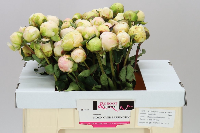 <h4>Paeonia M O Barrington (bended)</h4>